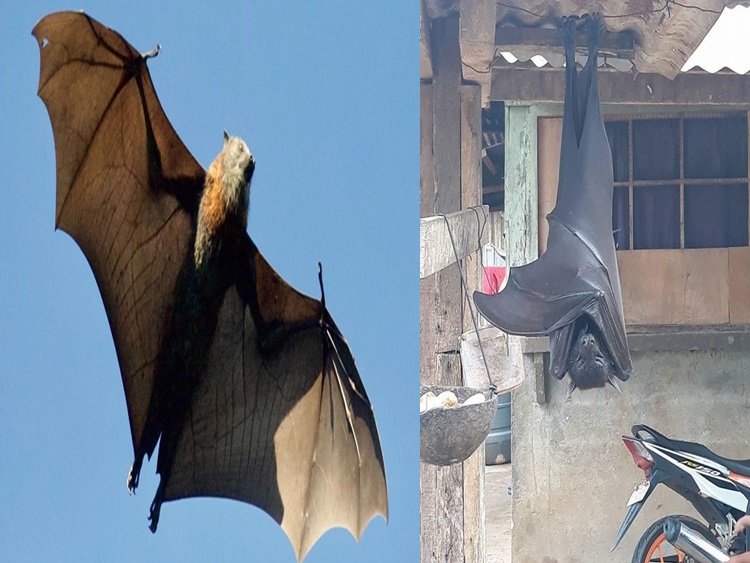 Giant Bats From the Philippines Scare People From Social Media