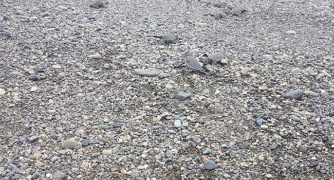 BABY SEA TURTLES