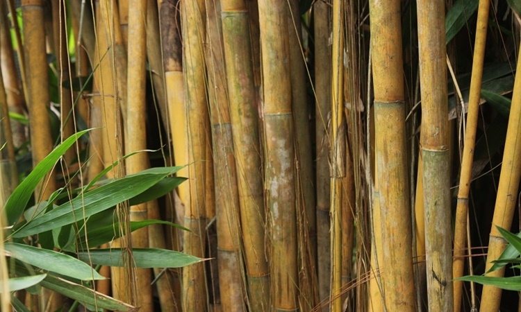 Bamboo