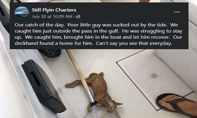 Fishing-Crew-tiny-cat-4