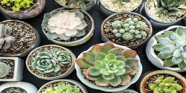 How To Water Succulents? Here Are Tips On When & How Often You Must