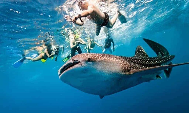 Whale Shark Watching In Oslob, Cebu Resumes But Visitors Still Few