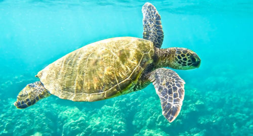 SCIENTIFIC NAME OF GREEN SEA TURTLE