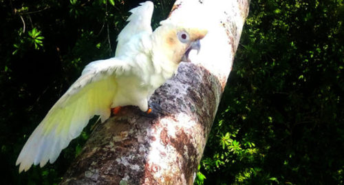 SCIENTIFIC NAME OF PHILIPPINE COCKATOO