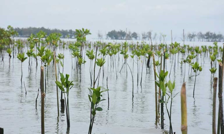 San-Miguel-Mangroves