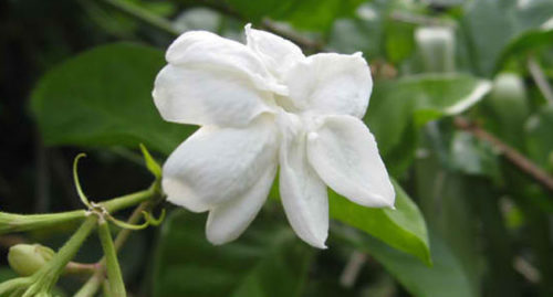 THE LITTLE SAMPAFUITA BY NATIVIDAD MARQUEZ