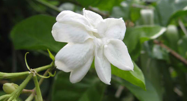 THE LITTLE SAMPAGUITA BY NATIVIDAD MARQUEZ