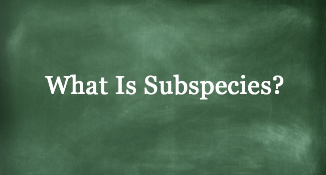 WHAT IS SUBSPECIES