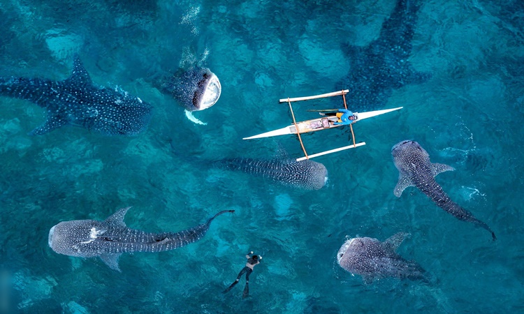 Whale-Shark-Oslob-Cebu-Philippines