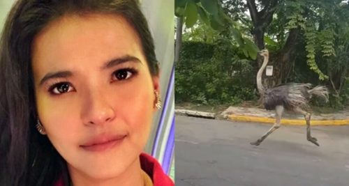 alessandra de rossi ostrich