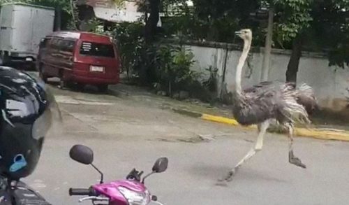 ostrich in quezon city