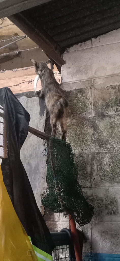 Security Guard