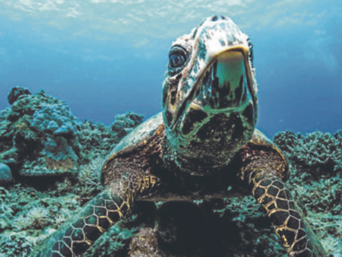 Apo Reef Turtle Sightings Increase Amid Lockdown