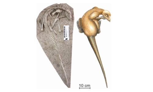 Archeologists Found New 125 Million-Year-Old Dinosaur Species