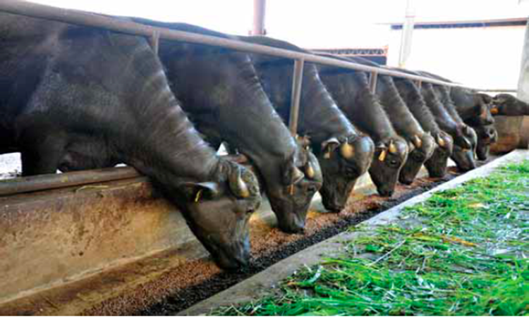 CaRABAO