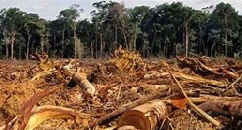 EFFECTS OF DEFORESTATION