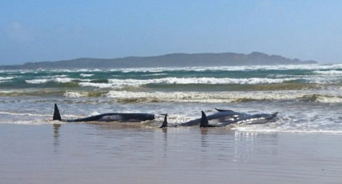 MASS STRANDING OFF TASMANIA