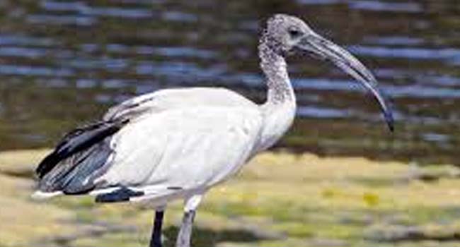 SCIENTIFIC NAME OF AFRICAN SACRED IBIS