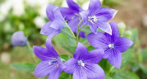 SCIENTIFIC NAME OF BALOON FLOWER