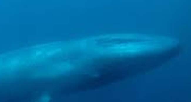 What Is The Scientific Name Of Blue Whale? (ANSWER)