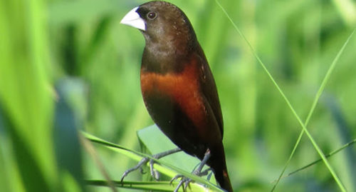 SCIENTIFIC NAME OF CHESTNUT MUNIA