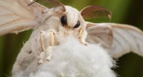 SCIENTIFIC NAME OF DOMESTIC SILK MOTH