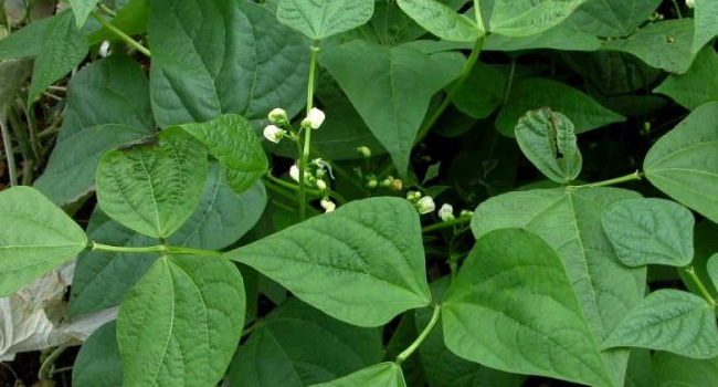 SCIENTIFIC NAME OF FRENCH BEAN