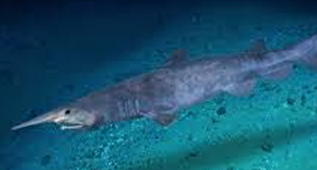 SCIENTIFIC NAME OF GOBLIN SHARK