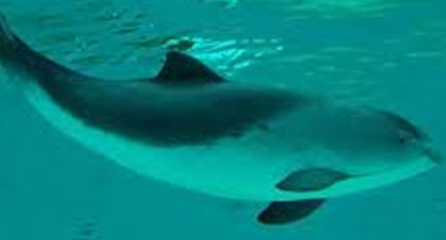 SCIENTIFIC NAME OF HARBOUR PORPOISE