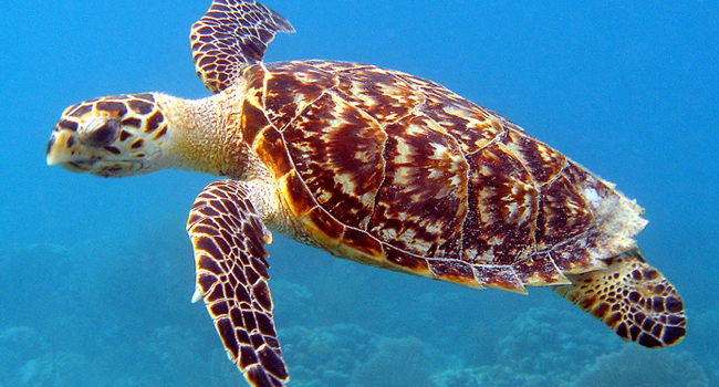 What Is The Scientific Name Of Hawksbill Sea Turtle? (ANSWER)