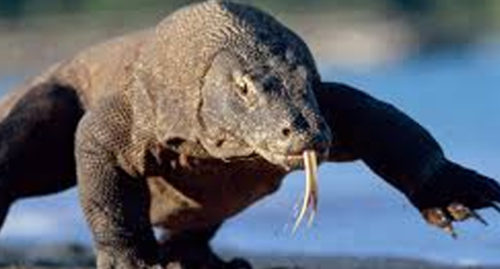 SCIENTIFIC NAME OF KOMODO DRAGON