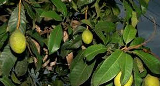 SCIENTIFIC NAME OF KWINI