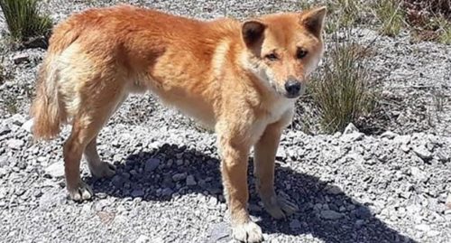 SCIENTIFIC NAME OF NEW GUINEA SINGING DOG