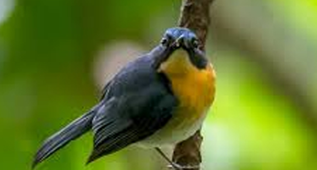 SCIENTIFIC NAME OF PALAWAN BLUE FLYCATCHER