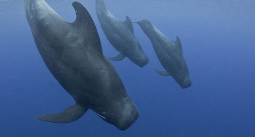 SCIENTIFIC NAME OF PILOT WHALE