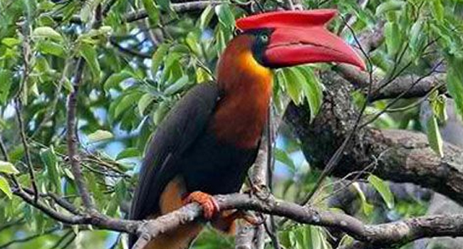 What Is The Scientific Name Of Rufous Hornbill? (ANSWER)