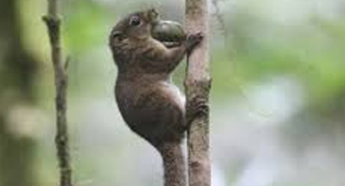 SCIENTIFIC NAME OF SAMAR SQUIRREL