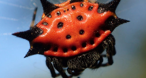 SCIENTIFIC NAME OF SPINYBACKED ORBWEAVER