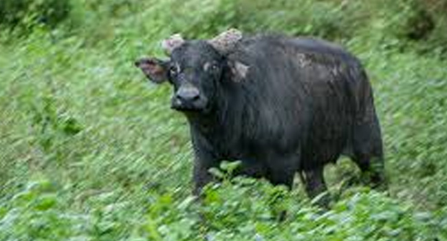 what-is-the-scientific-name-of-tamaraw-answer