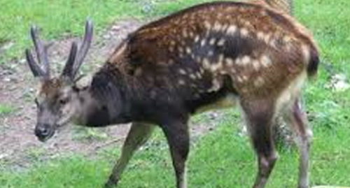 SCIENTIFIC NAME OF VISAYAN SPOTTED DEER