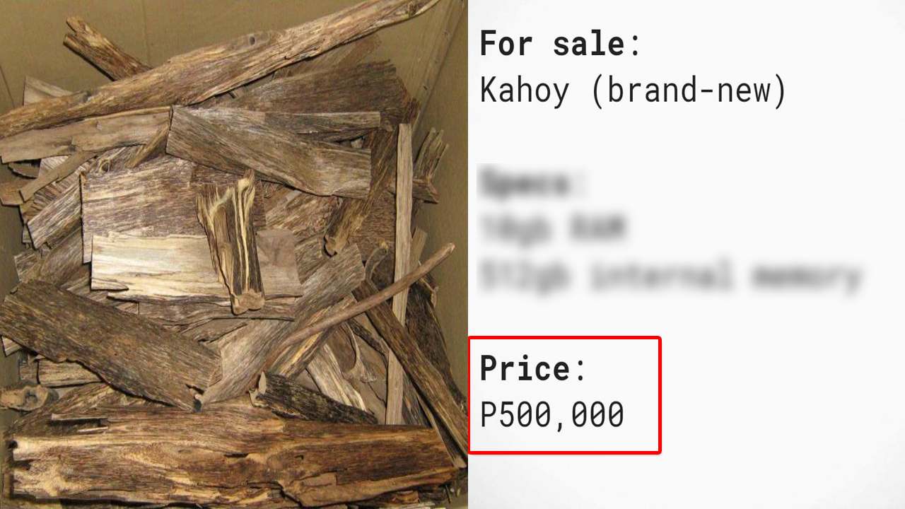 World’s Most Expensive Tree is Being Poached in The Philippines