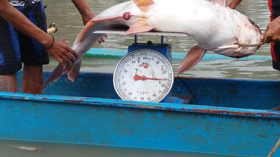 Cream Dory Fish Caught in Marikina River Brings Hope to Residents