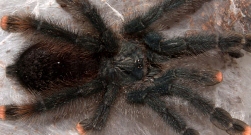 AVICULARIA