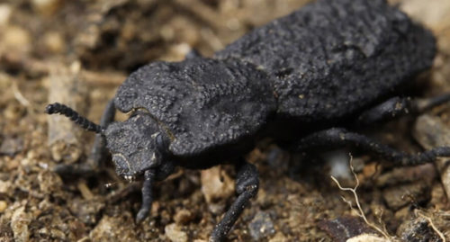 DIABOLICAL IRONCLAD BEETLE