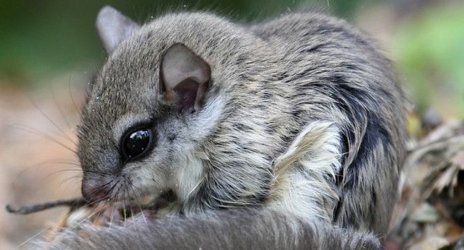 GLAUCOMYS