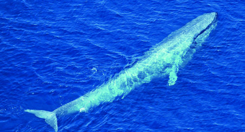 SCIENTIFIC NAME OF ANTARCTIC BLUE WHALE