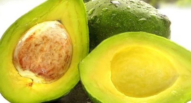 SCIENTIFIC NAME OF AVOCADO