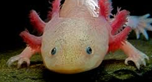 SCIENTIFIC NAME OF AXOLOTL