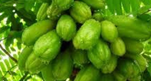 SCIENTIFIC NAME OF BILIMBI