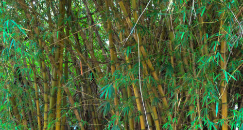 SCIENTIFIC NAME OF COMMON BAMBOO